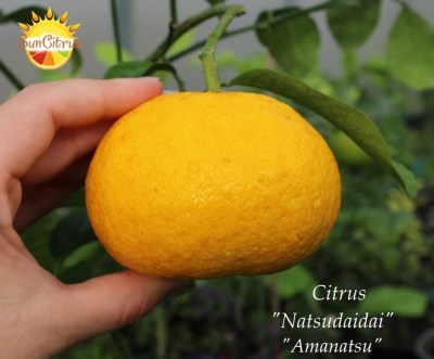 Citrus Natsudaidai Amanat